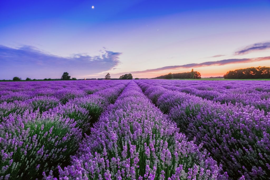Lavender fields, Jardin à la Française, Floral workshops…