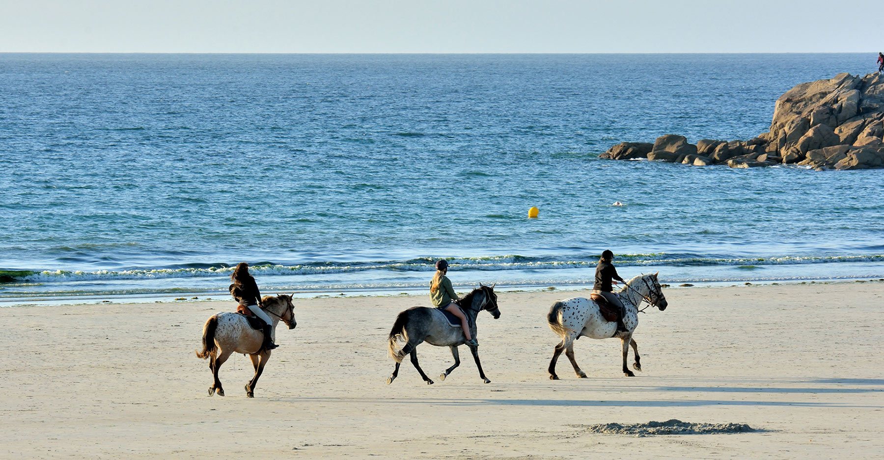 horses on a beach