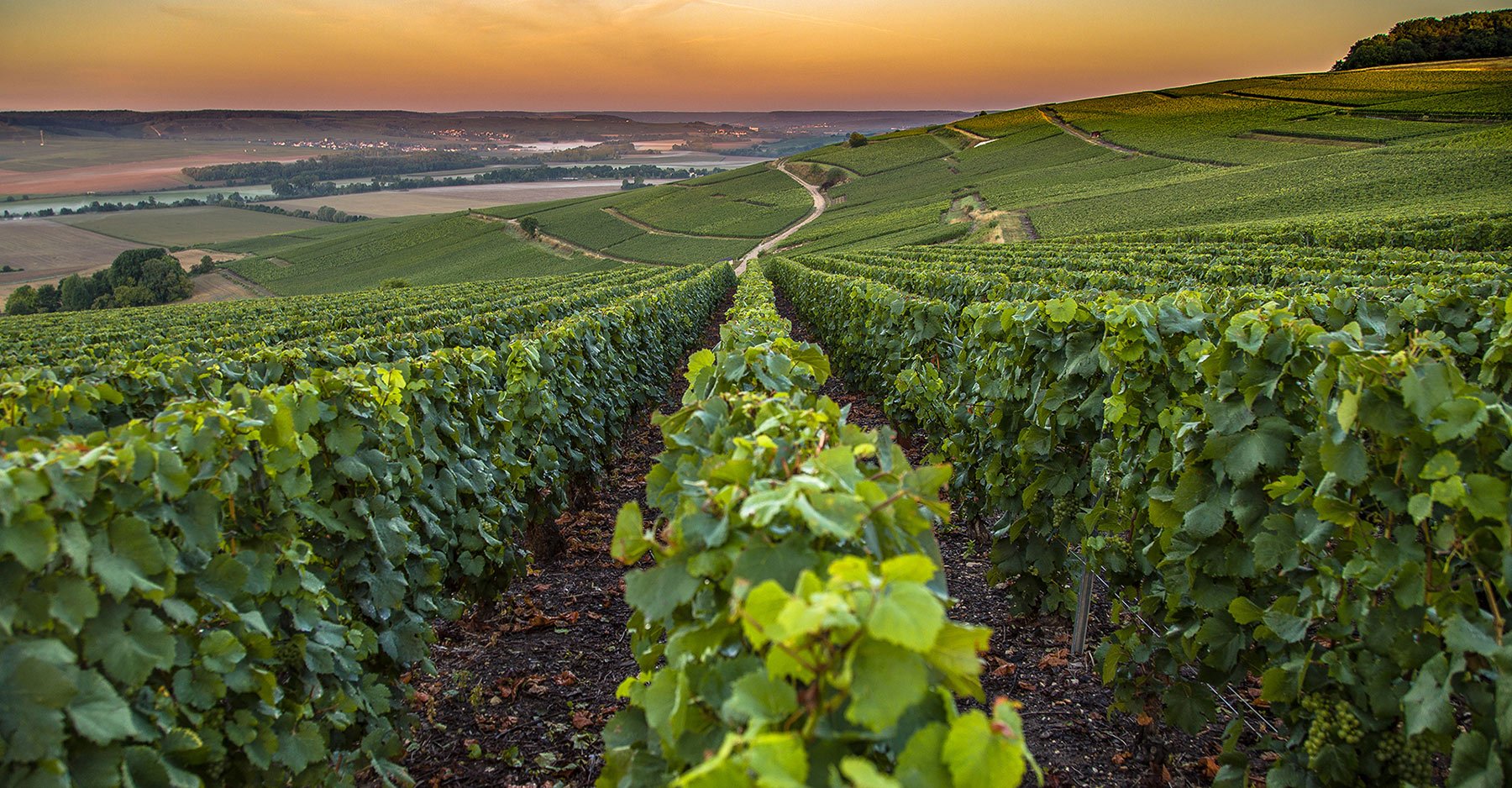 vineyard vines in Champagne